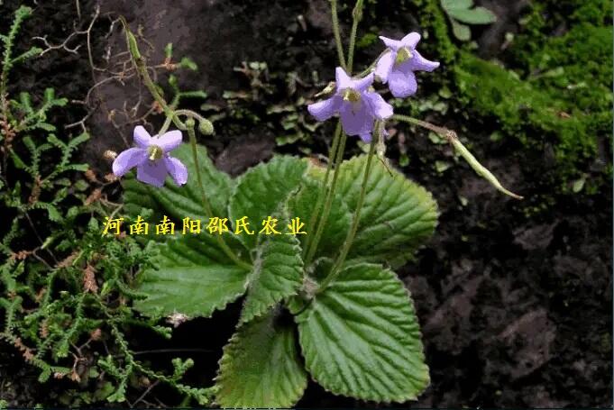֪˿ƤȻ