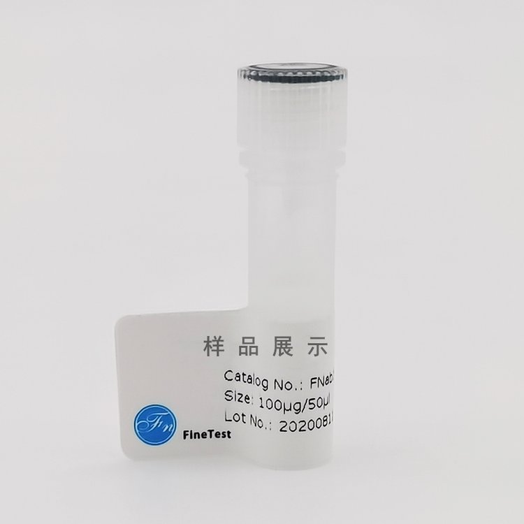 KLHL22(anti-KLHL22antibody)